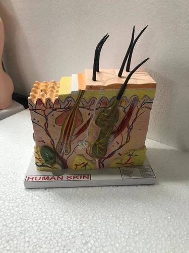 एएनएम/जीएनएम/बीएससी नर्सिंग शारीरिक मॉडल और उपकरण