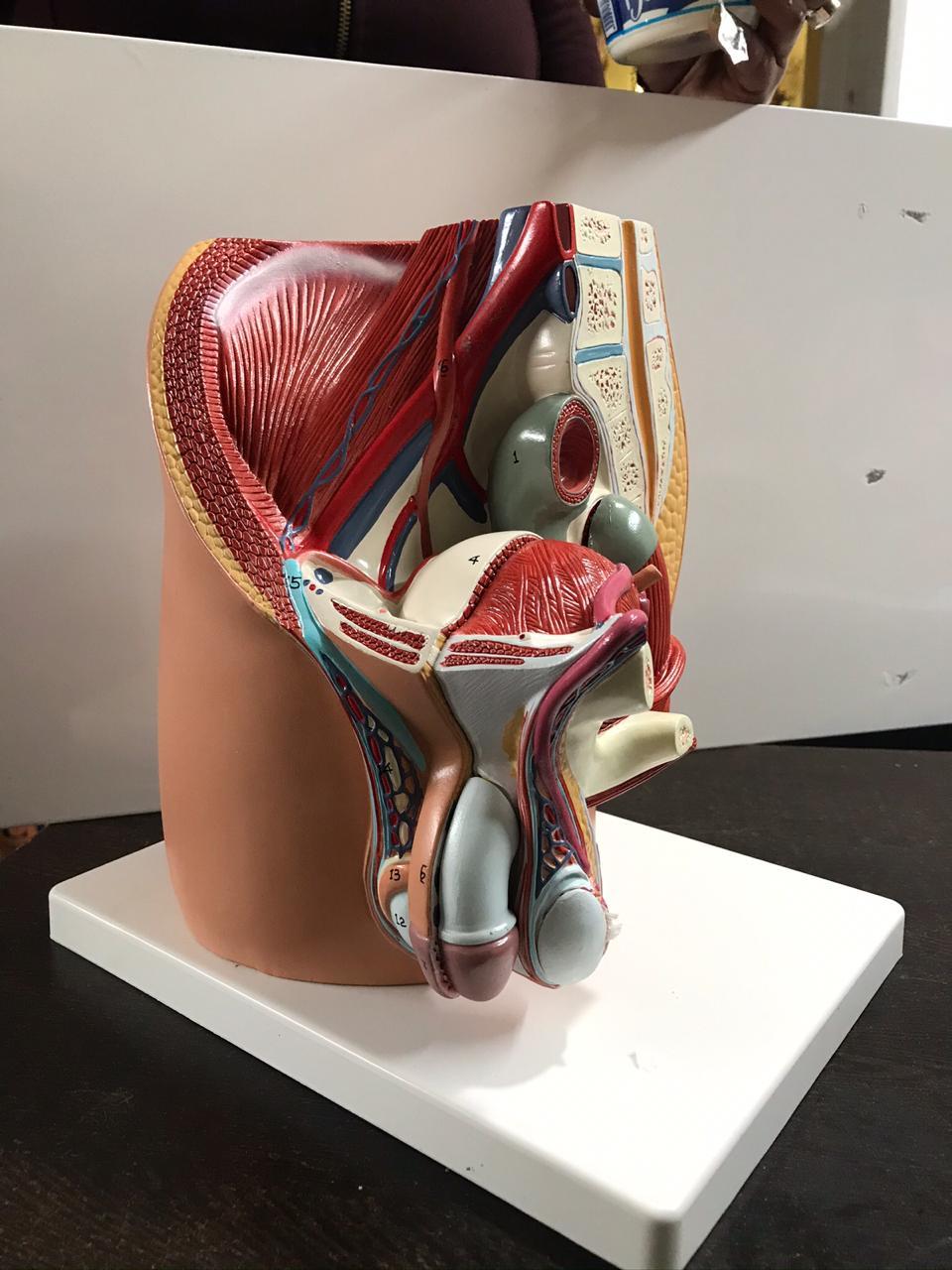 Anm/gnm/bsc Nursing Anatomical Models And Instruments