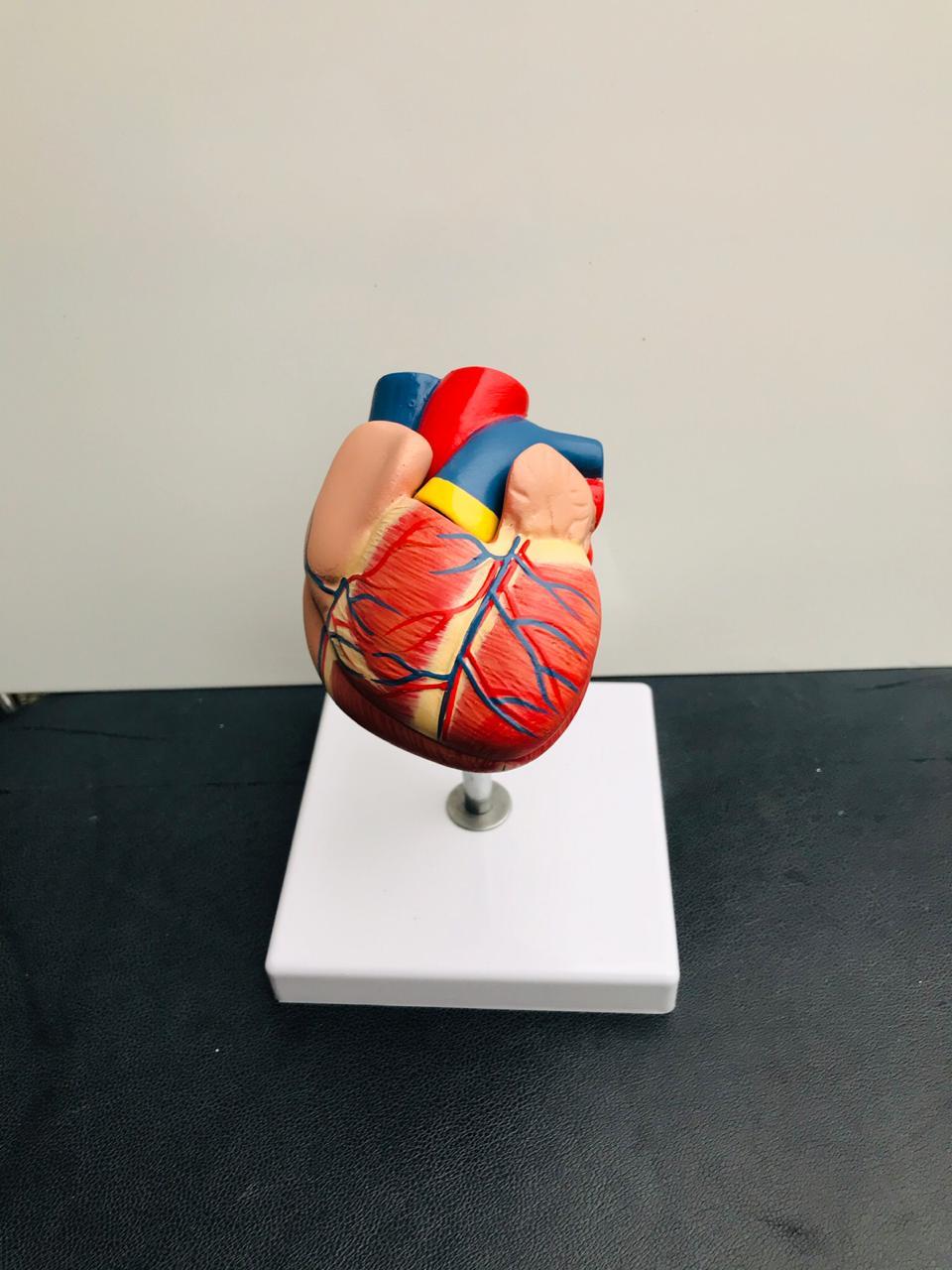 Anm/gnm/bsc Nursing Anatomical Models And Instruments