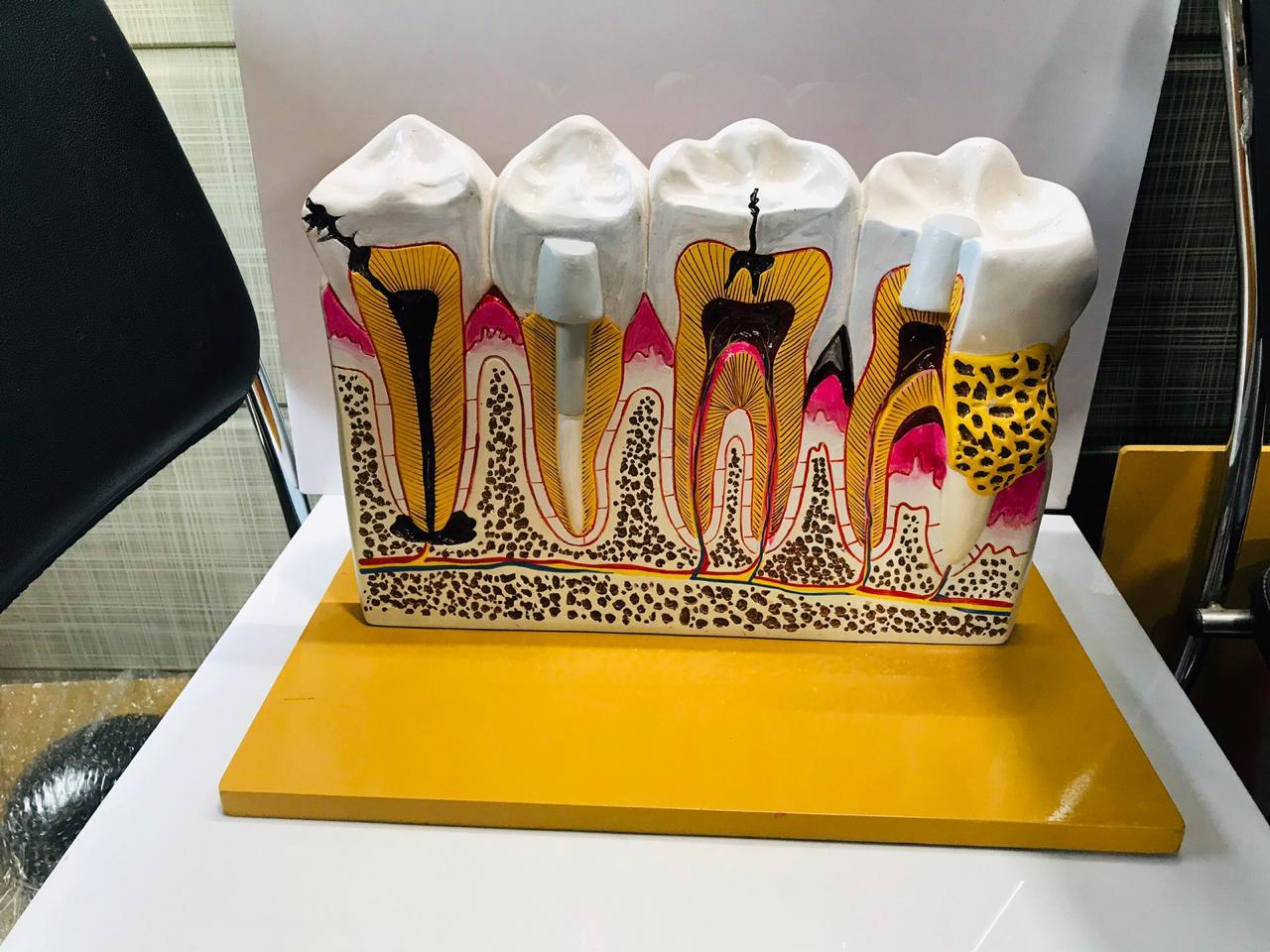 Anm/gnm/bsc Nursing Anatomical Models And Instruments
