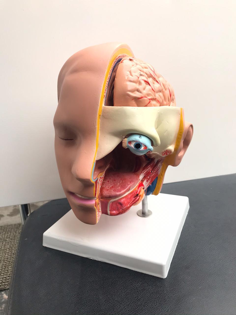 Anm/gnm/bsc Nursing Anatomical Models And Instruments