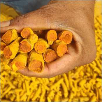 Fresh Turmeric Finger