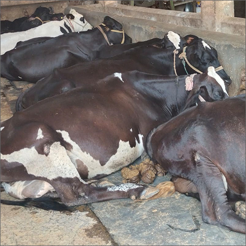 डेयरी फार्म HF गाय