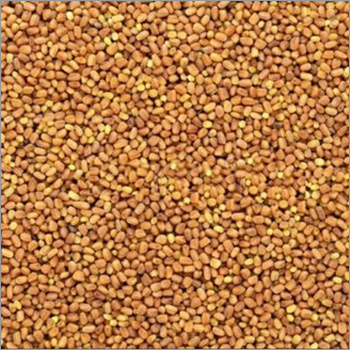 कालमेघ सीड्स