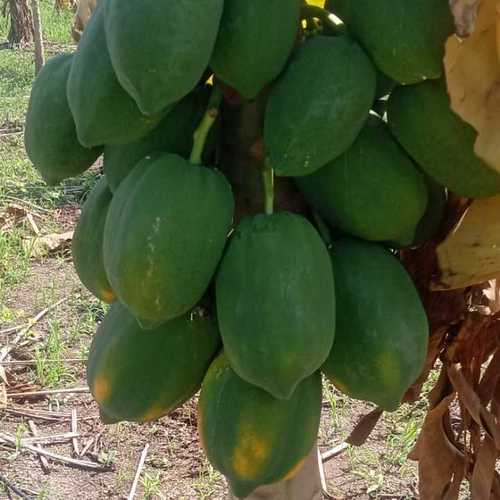 पपीता आपूर्तिकर्ता