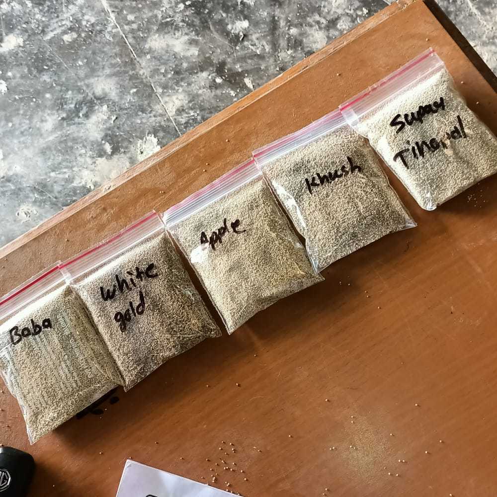 Poppy Seeds - Color: White