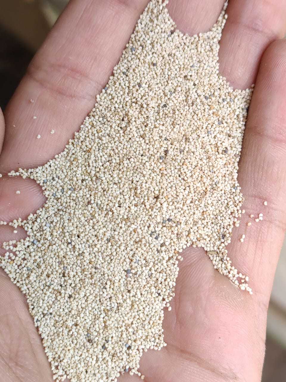 Poppy Seeds - Color: White
