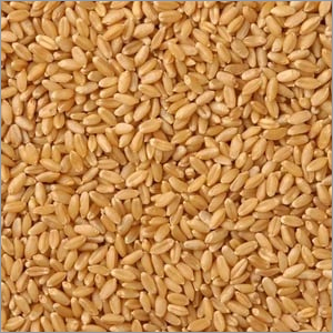 Brown Whole Wheat