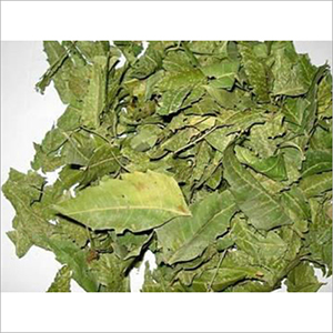 Neem Leaves Dry Place