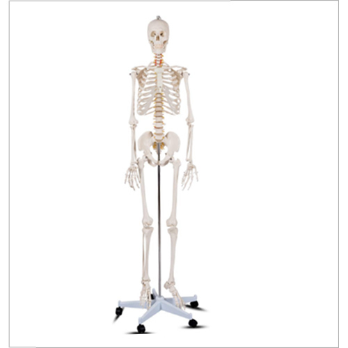 180cms Human Skeleton