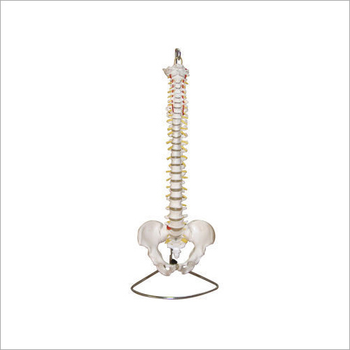 Vertebral Column With Pelvis Models