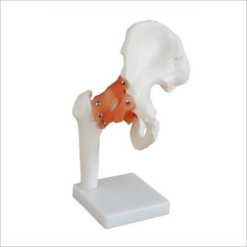 Hip Joint Model