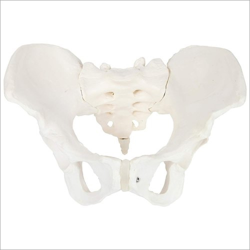 Adult Female Pelvis Model