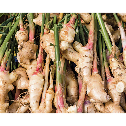 Fresh Ginger