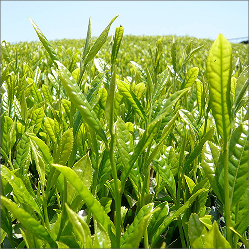 70g Japanese Organic Sencha Green Tea