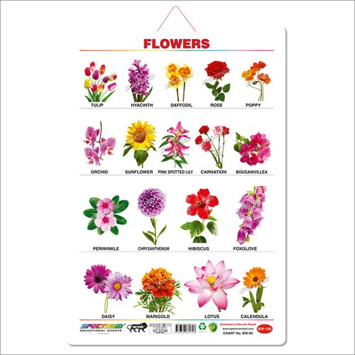 Flower Wall Charts - White Art Card Paper, 50 cm x 71 cm | Both Side Laminated, Colorful Images, Durable, Round Corner Edges