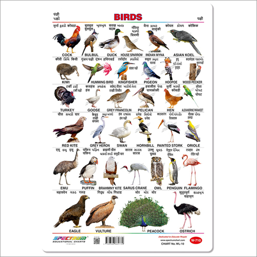 Birds Educational Wall Chart - White Art Card, 32 x 47 cm, Rectangular Shape | Double-Sided Laminated, Vibrant Images in English, Hindi, Marathi, Gujarati