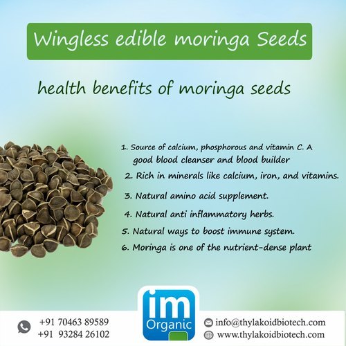 Moringa Seeds Without Wings