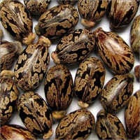 Natural Castor Seeds