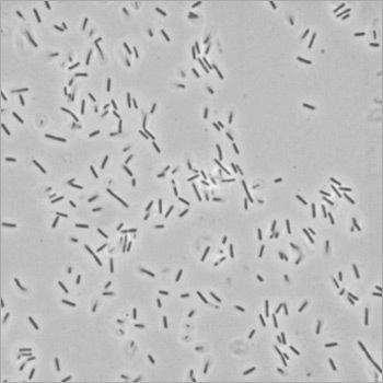 Gray Bacillus Furmis Probiotic