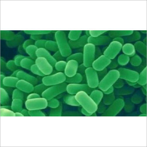 Aquariums Lactobacillus Plantaruma Probiotics