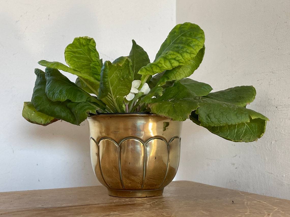 Brass Planter Plant Pot