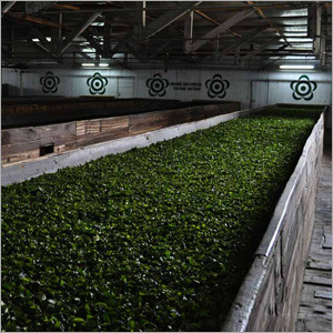 Tea Farm