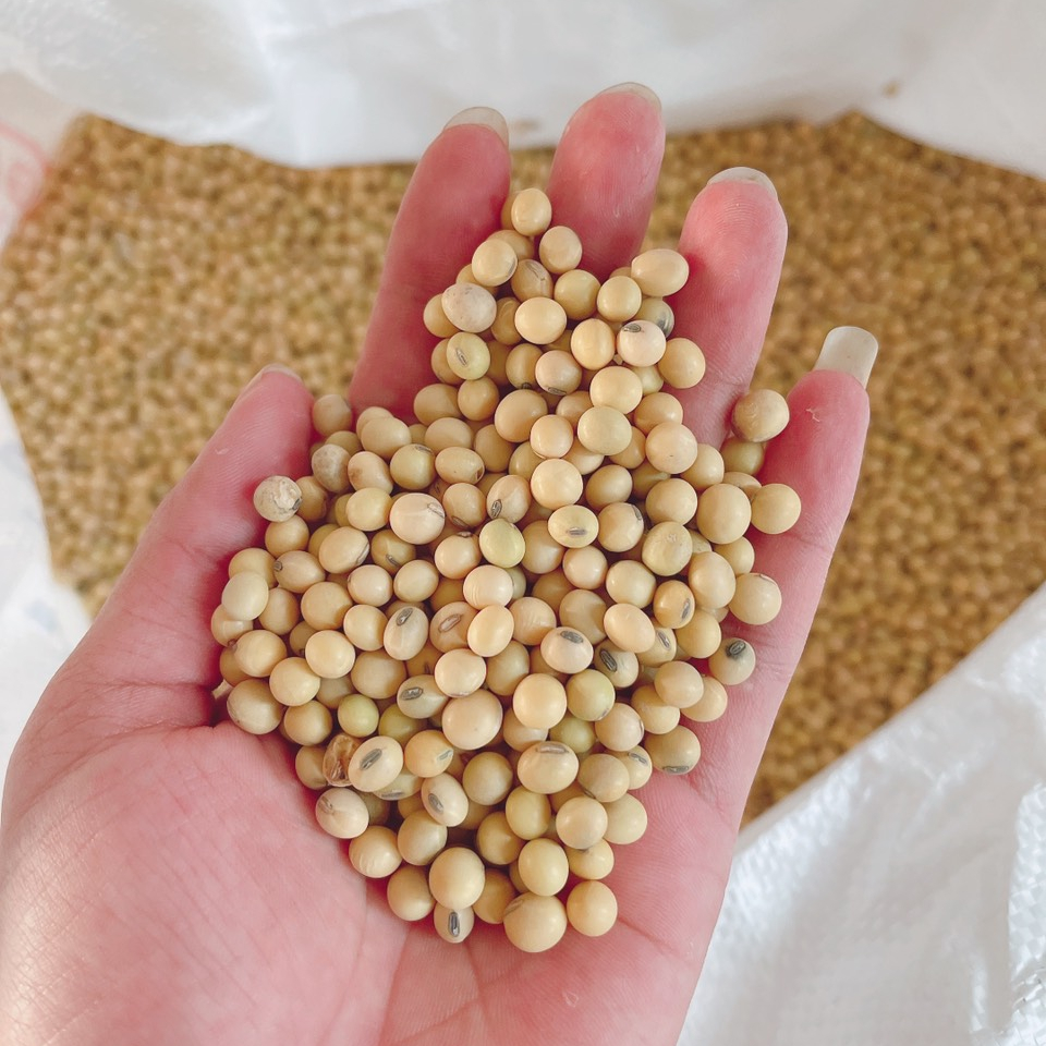 Soya Beans - Moisture 14% Max, Admixture 0.5% Max, Imperfect Rate 3% Max | Delivery In 7-10 Days, Multiple Payment Terms Available, Phytosanitary Certification Included