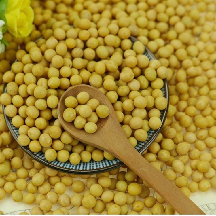 Soya Beans - Moisture 14% Max, Admixture 0.5% Max, Imperfect Rate 3% Max | Delivery In 7-10 Days, Multiple Payment Terms Available, Phytosanitary Certification Included