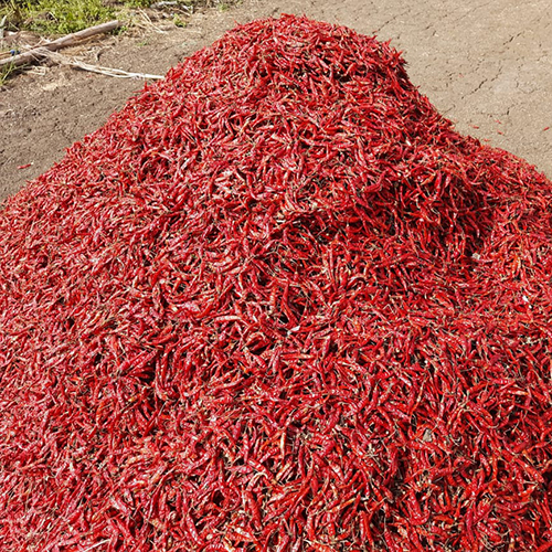 साबुत लाल मिर्च