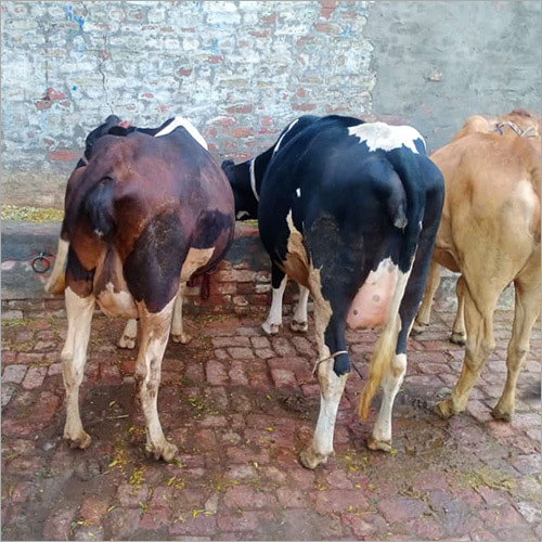 HF गाय
