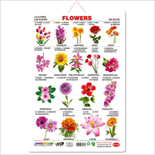 Flowers Educational Wall Chart - Art Card Material, 50x71 cm Size | Bilingual Learning Aid with Vibrant Images for Kids