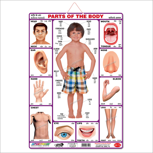 Art Card Parts Of The Body