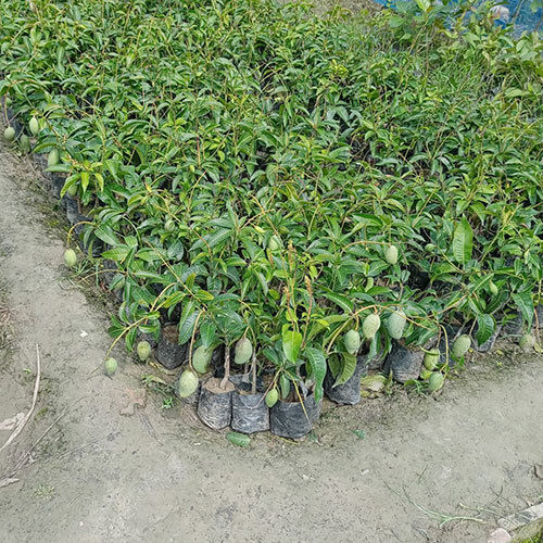 Green Baramasi Mango Plant