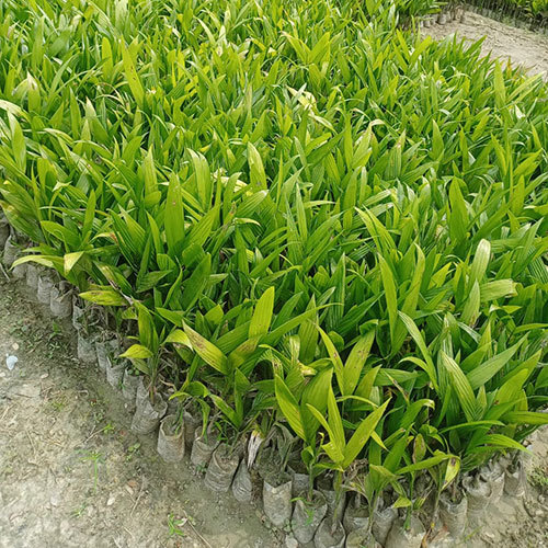 सुपारी का पौधा