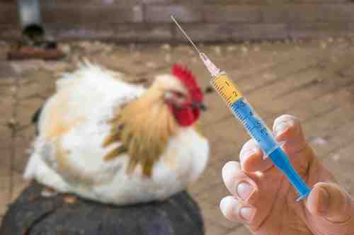 Chicks treatment