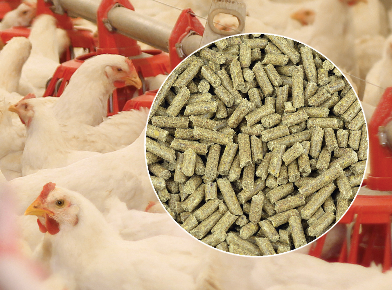 Poultry Feed