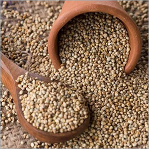 Pearl Millet Seeds - Organic, 100% Pure, Customized Size | Dried in Jute & Plastic Bags, Excellent Amino Acids & Protein Source for Poultry
