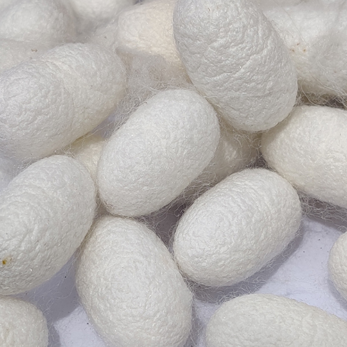 Silk Cocoon - Color: White