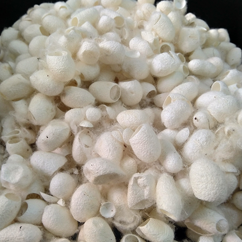Silk Cocoon - Color: White