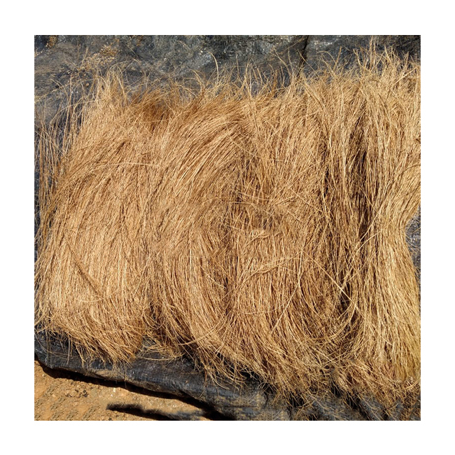 Anti-bacterial Coir Bristle Fibre