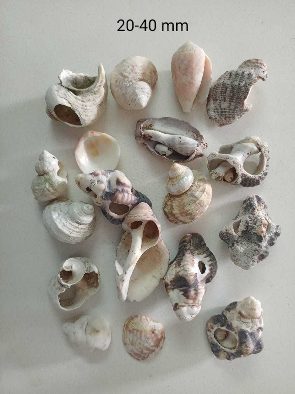 Brown Natural Crushed Sea Shell Sand And Chips