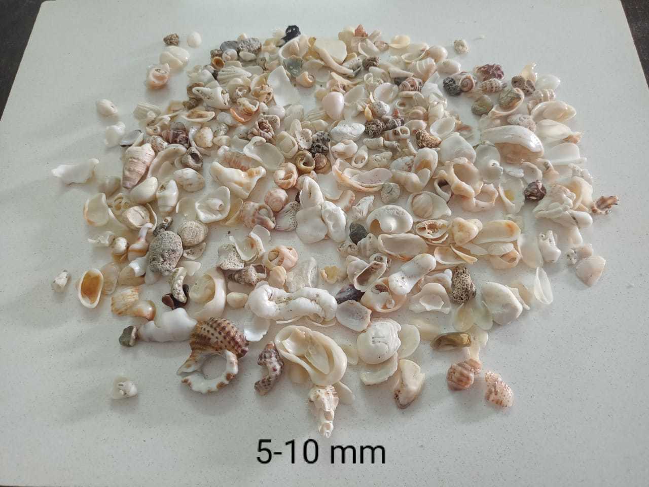 Brown Natural Crushed Sea Shell Sand And Chips