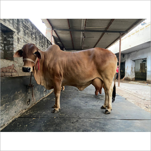 Hf Cow