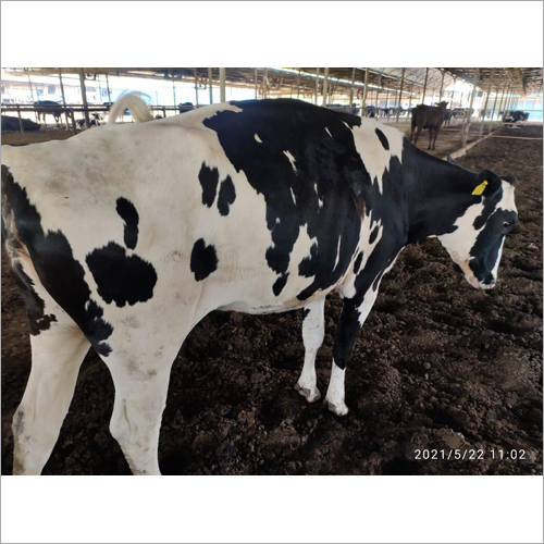 Hf Cow