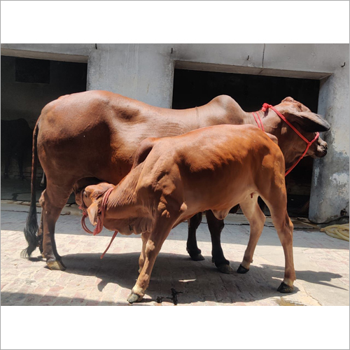 Hf Cow