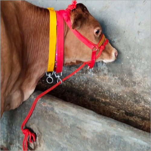 Hf Cow