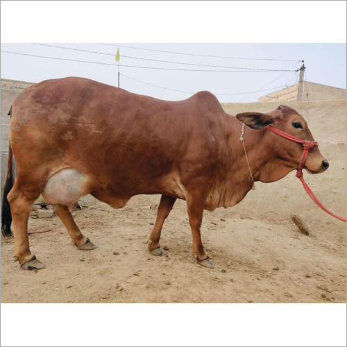 Hf Cow