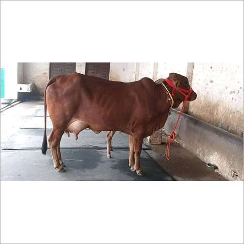 Hf Cow