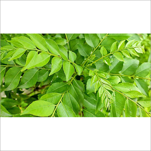 Indian Spices Curry Leaf